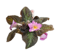 2" Episcia Pink Panther